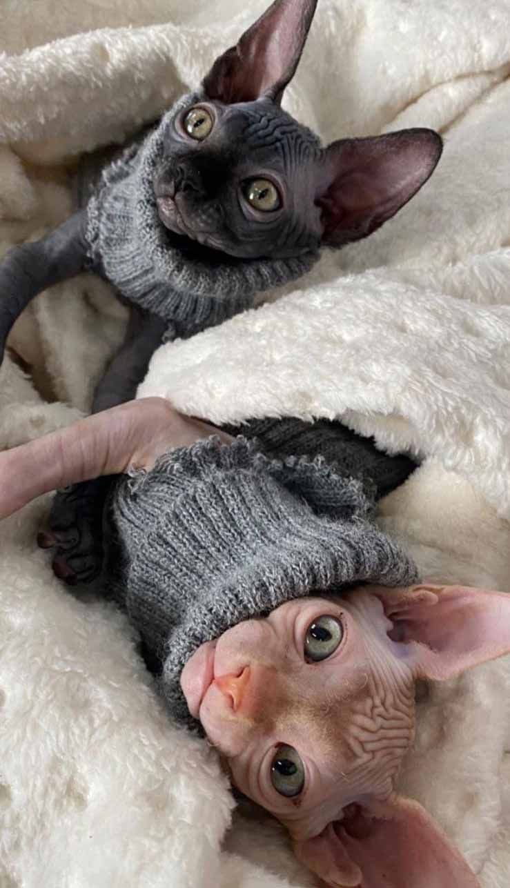 Görsel